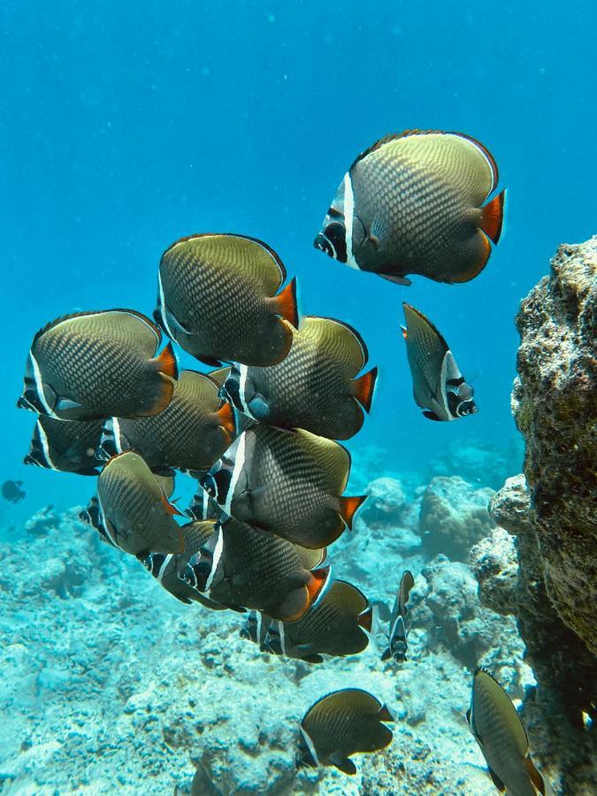 Coral Inn 萨勒斯度岛 外观 照片